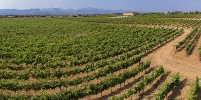 Wine from Mallorca