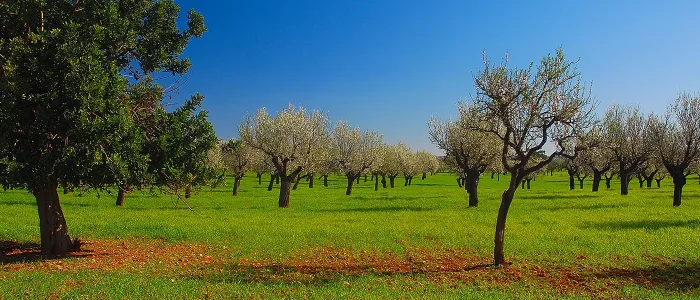 Sineu Weather