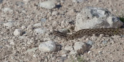 Serpientes herradura
