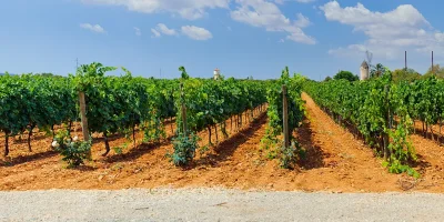 Wine grape varieties
