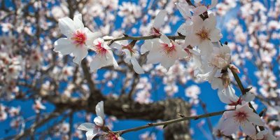 Mandelblüte auf Mallorca