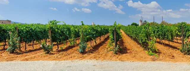 Mallorca's typical grape varieties
