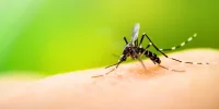 Mallorca se Enfrenta a una Nueva Amenaza de Mosquitos: Mosquito Coreano