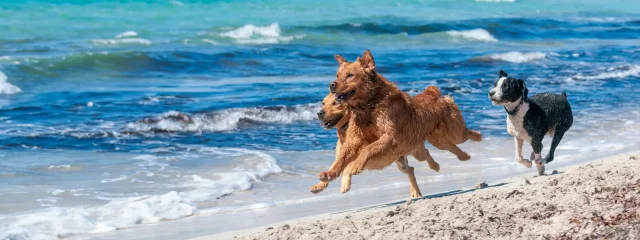 Paws y Play: Descubra una Mallorca apta para perros