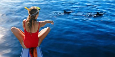 Dolphins in Mallorca