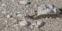 Horseshoe snakes
