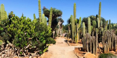 Botanicactus