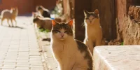 Stray Cat Welfare in Balearic Islands: Navigating New Animal Welfare Law