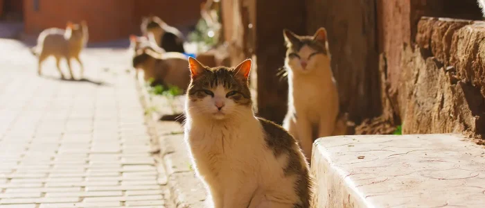 Gato Callejero