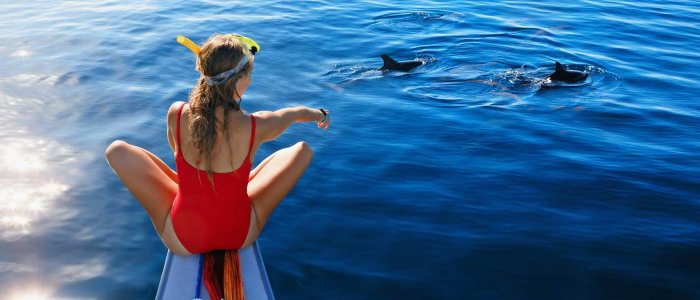 Delfines en Mallorca