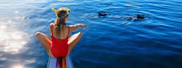 Dolphins in Mallorca
