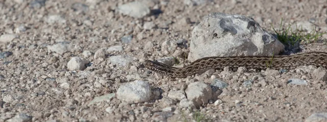 Snakes threatening the native fauna