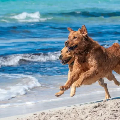 Unleash the Dog Adventure