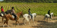 Mallorca Horses: Unforgettable Equestrian Adventures