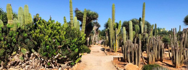 Botanicactus