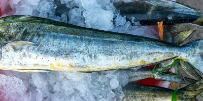 Golden catch