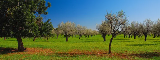 El tiempo en Mallorca para los próximos 14 días