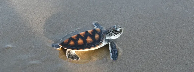 The hatching of sea turtles