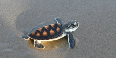 Tortugas marinas