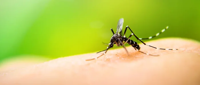Amenaza de Mosquitos