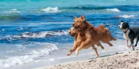 Mallorca: El Destino Definitivo para Amantes de Perros