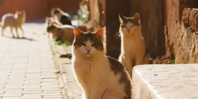 Stray Cat Welfare