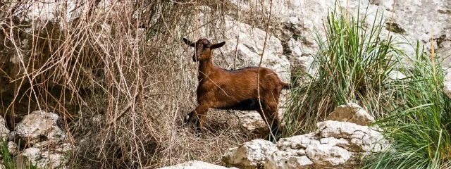 Wild goats in Port d'Andratx
