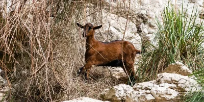 Cabras en Andratx