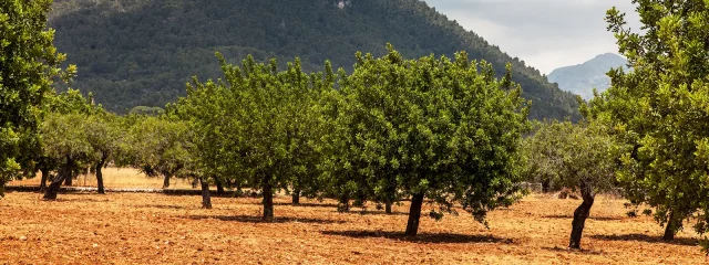 Latest Mallorca weather with 14 days forecast