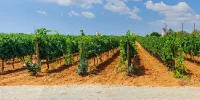 Wine grape varieties