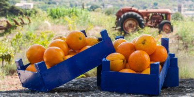 Oranges of Mallorca