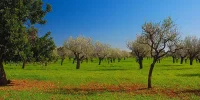 Sineu Weather