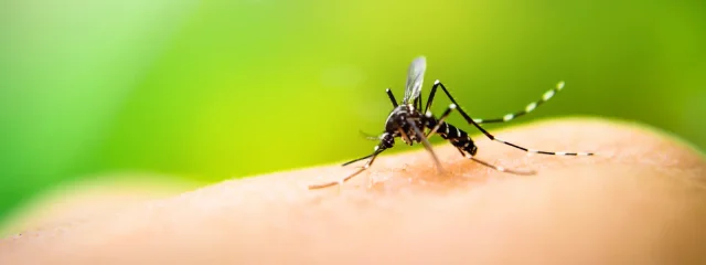 Debates y Estrategias de Expertos para Combatir la Doble Plaga de Mosquitos