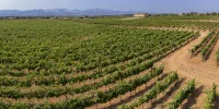 Wine Binissalem