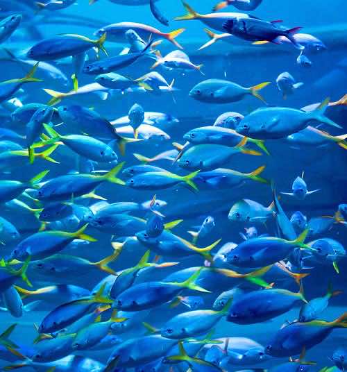 Urlaub beim Palma Aquarium auf Mallorca