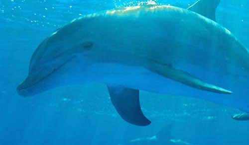 dolphin in Mallorca's coastal waters