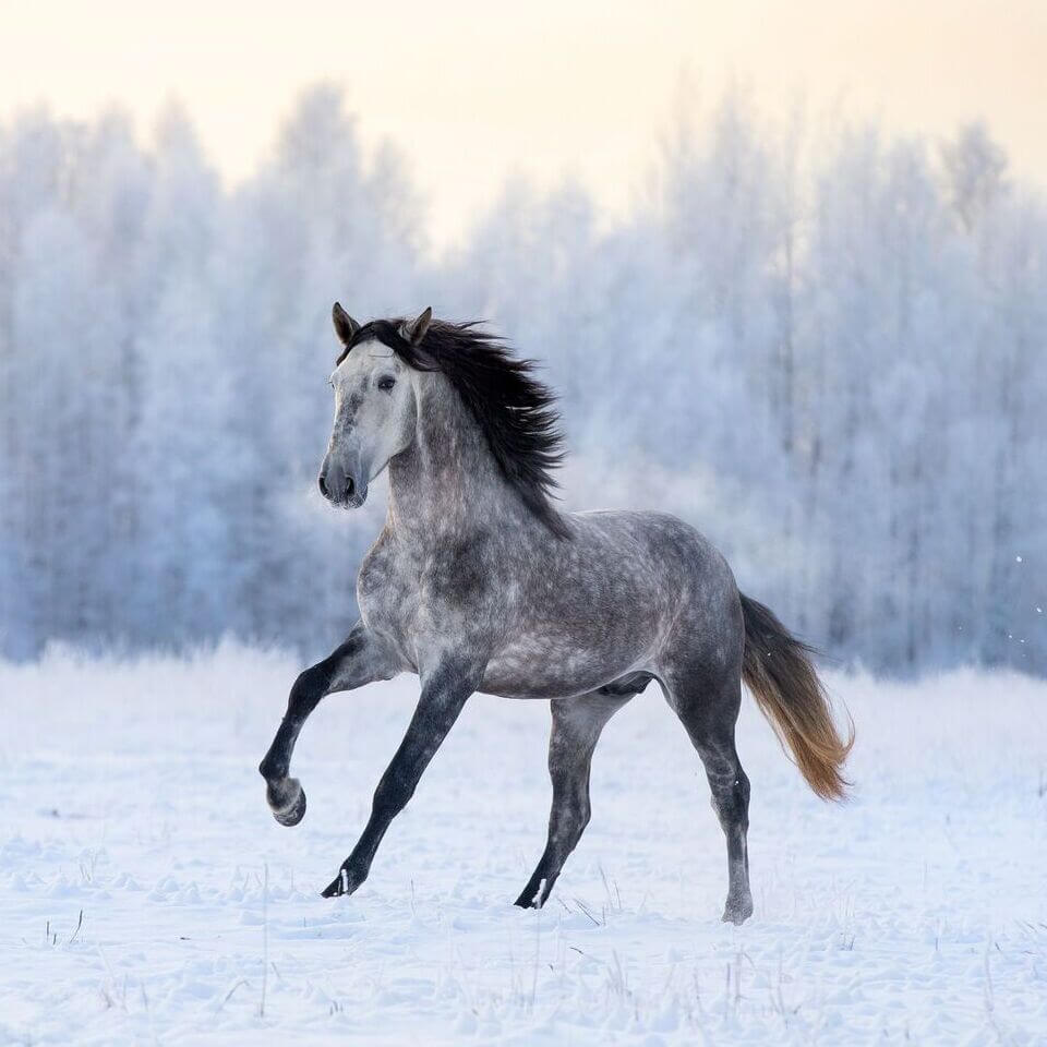andalusische Pferd