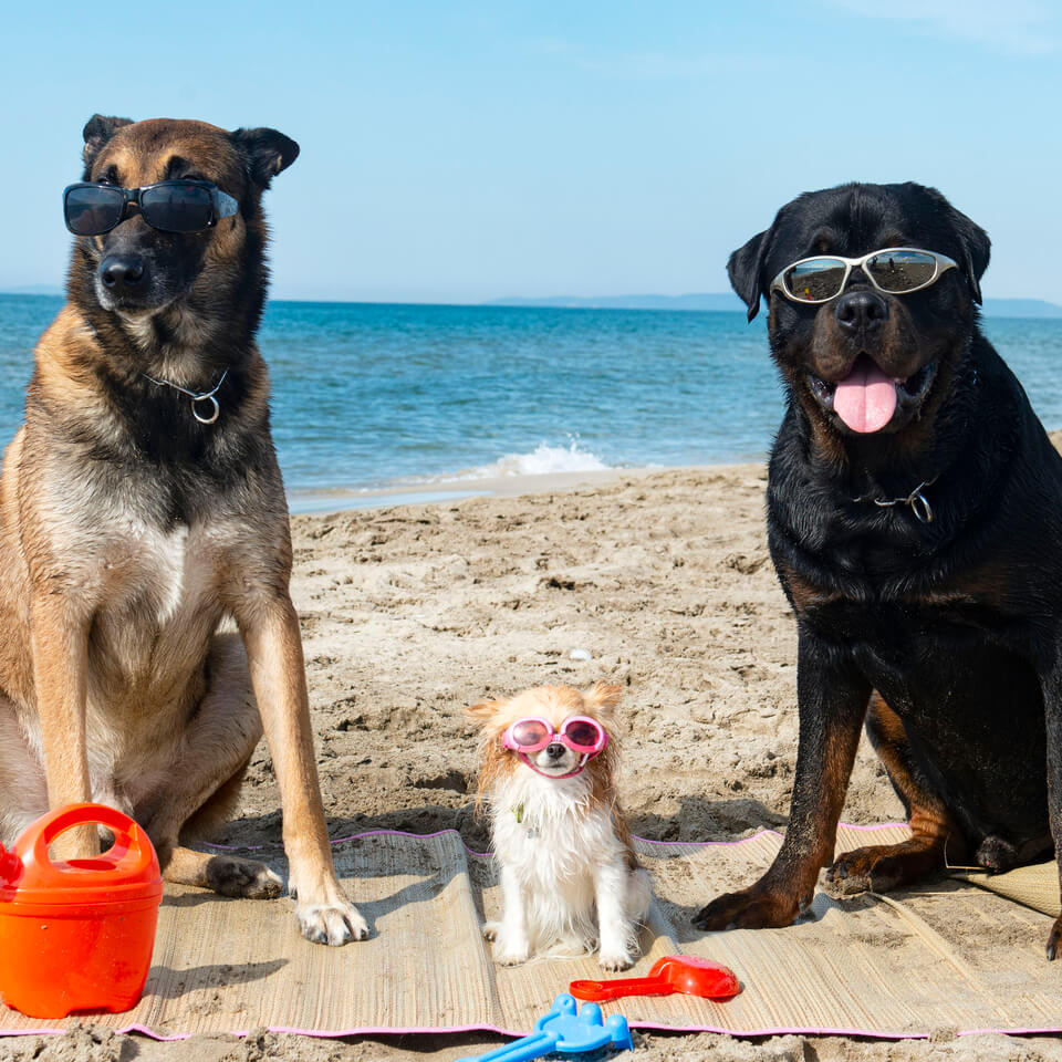 Perros con gafas del sol