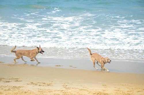 Playas para perros en Mallorca