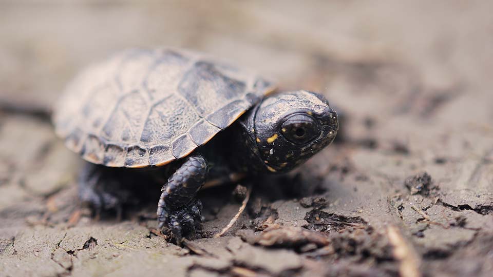 Baby sea turtle