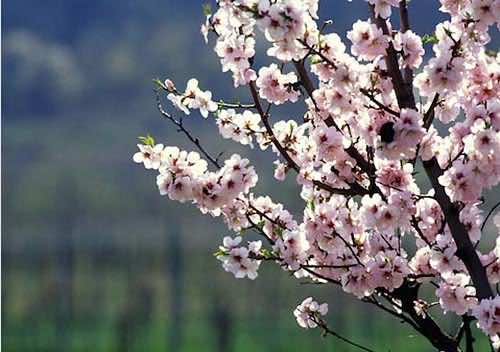 Almond blossom