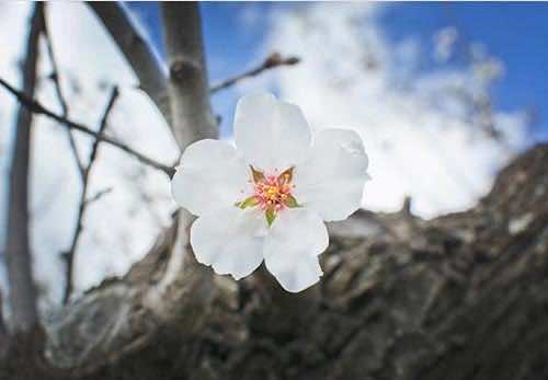 Almond blossom in Mallorca