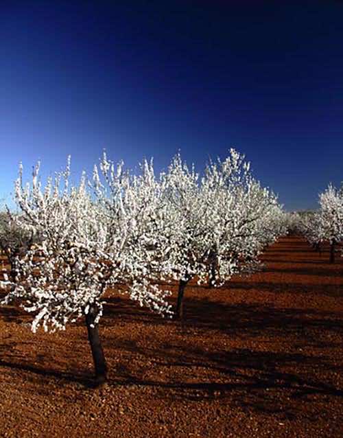 Almendro en Mallorca