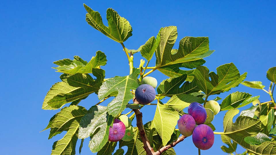 Fig tree