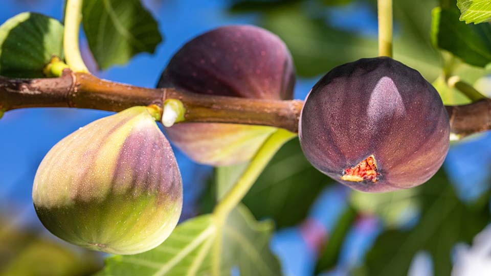 Figs