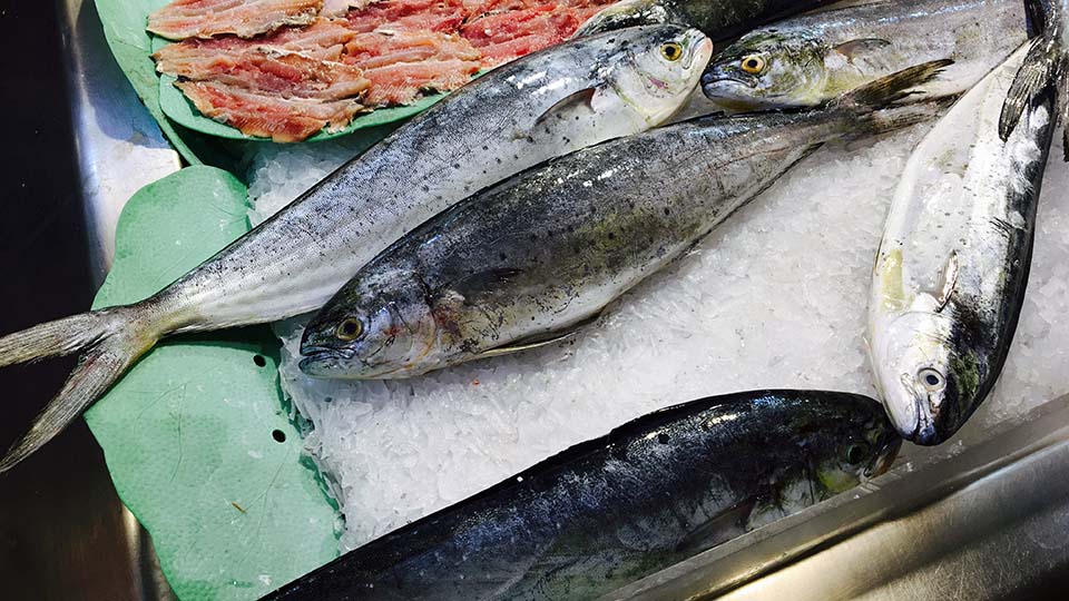 un grupo de peces