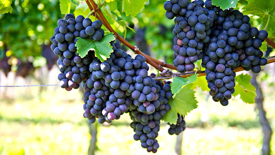 un primer plano de unas uvas