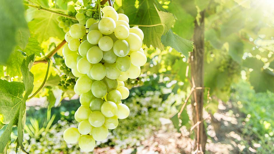 un racimo de uvas de una vid