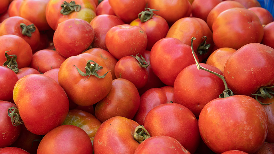 Ramallet-Tomaten